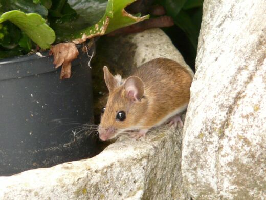 Keeping wildlife and rodents out of your home