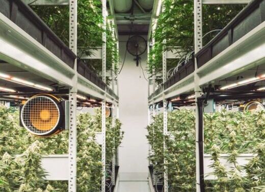 America finally changes its mind about cannabis